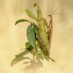 Mantis religiosa-Kopula