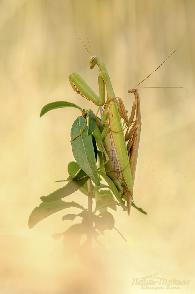 Mantis religiosa-Kopula