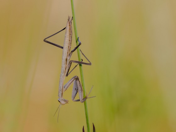 Mantis religiosa