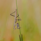 Mantis religiosa