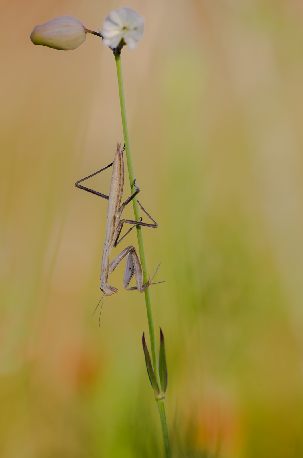 Mantis religiosa