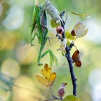 Mantis religiosa