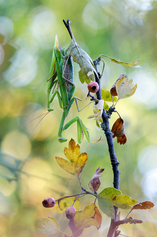 Mantis religiosa