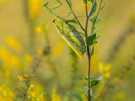 Mantis religiosa-Kopula