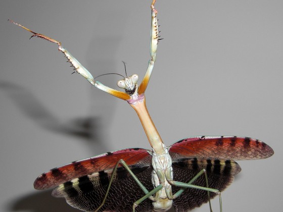 adultes Plistospilota guineensis Maennchen