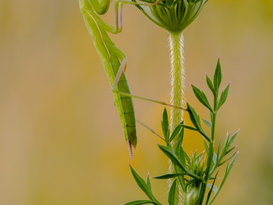 Mantis religiosa