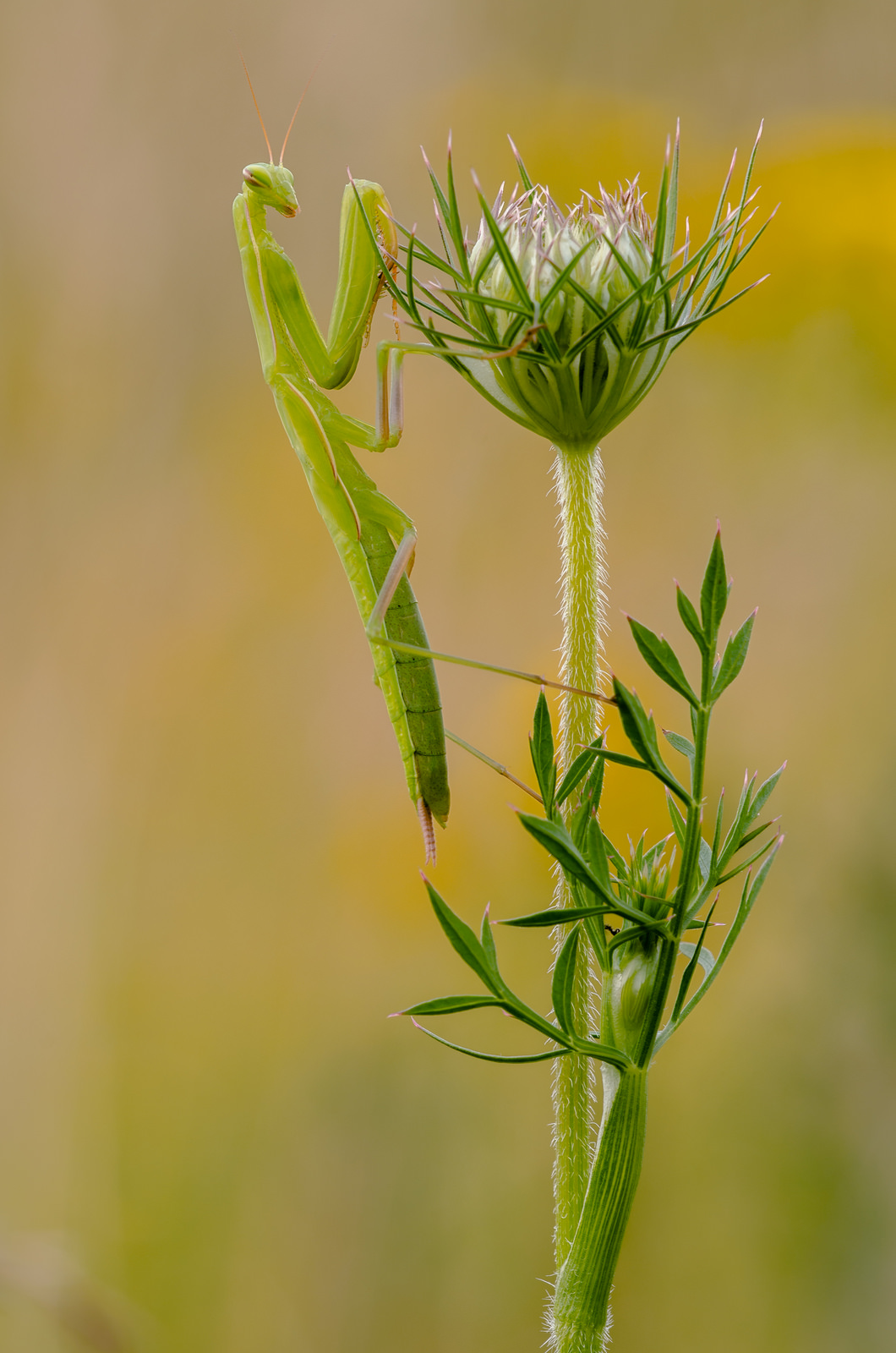 Mantis religiosa