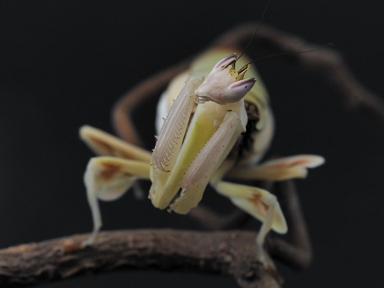 Hymenopus coronatus