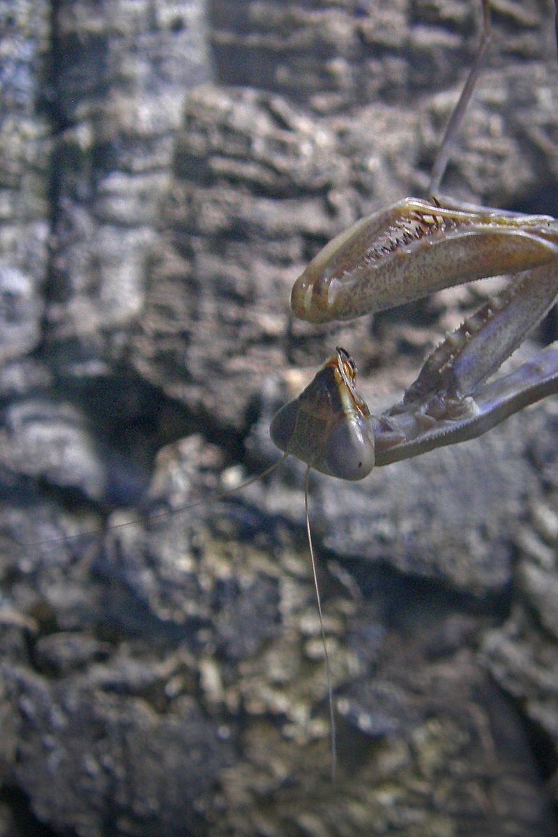 Sphodromantis viridis