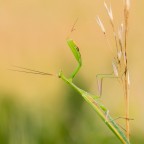 Mantis religiosa, 1.0,adult