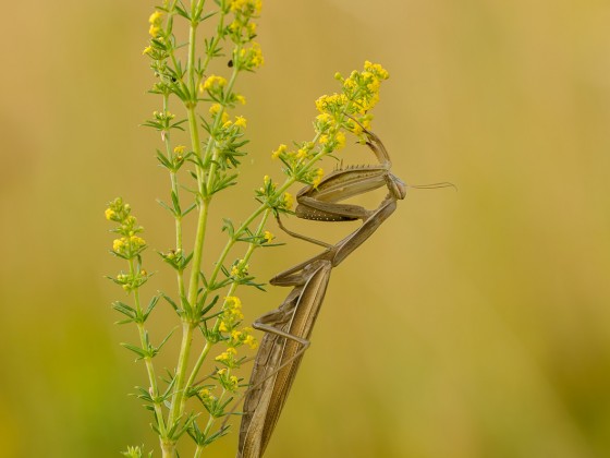 Mantis religiosa, 0.1 adult