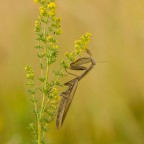 Mantis religiosa, 0.1 adult