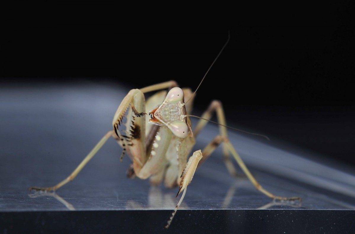 Sphodromantis viridis