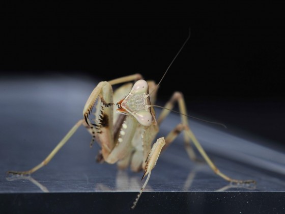 Sphodromantis viridis