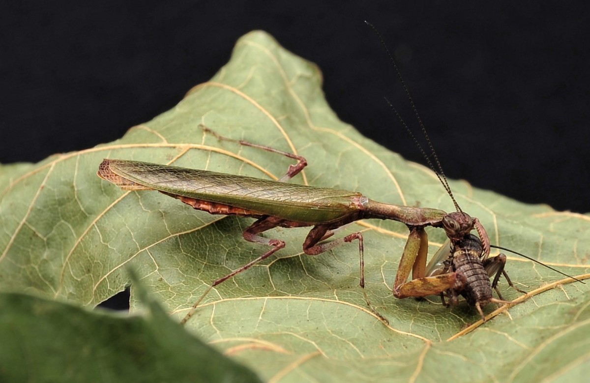 Acromantis formosana