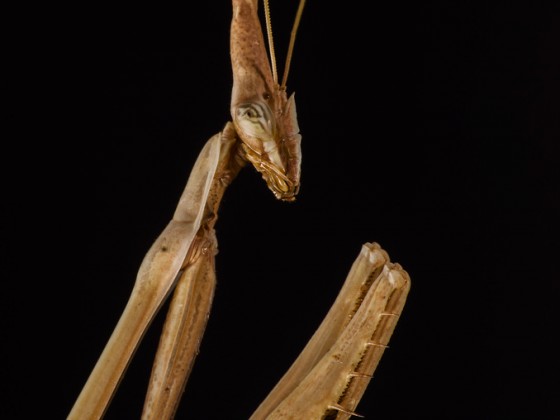 Hypsicorypha gracilis 0.1-adult