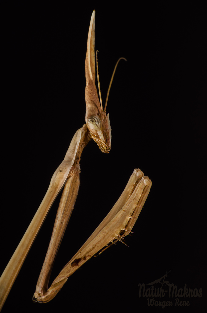 Hypsicorypha gracilis 0.1-adult