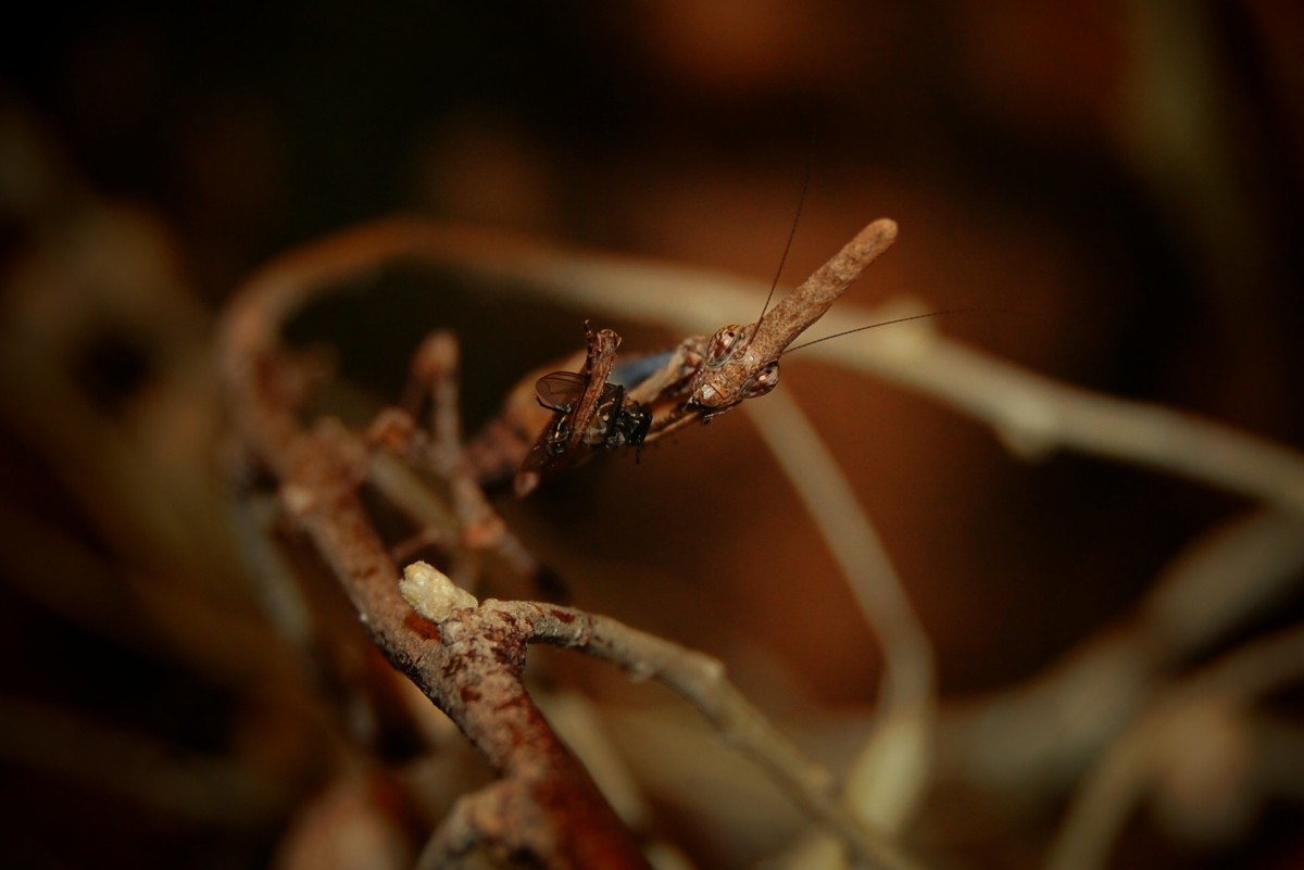 Phyllothelis