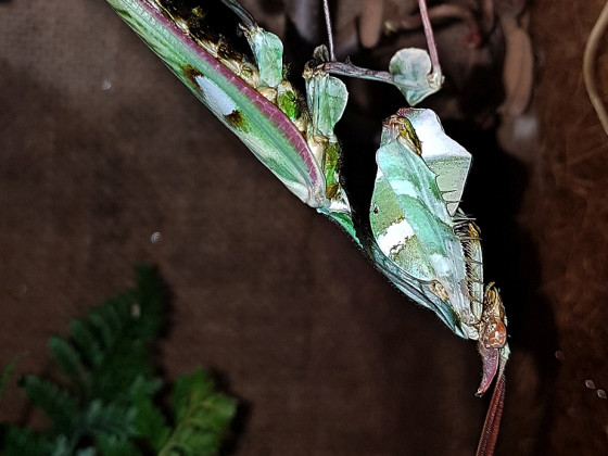 Idolomantis diabolica adult, männlich