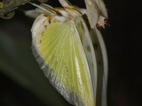 Hymenopus coronatus