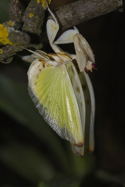 Hymenopus coronatus