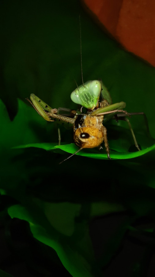 Hierodula pistillinota mit Heuschrecke