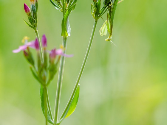 Mantis religiosa