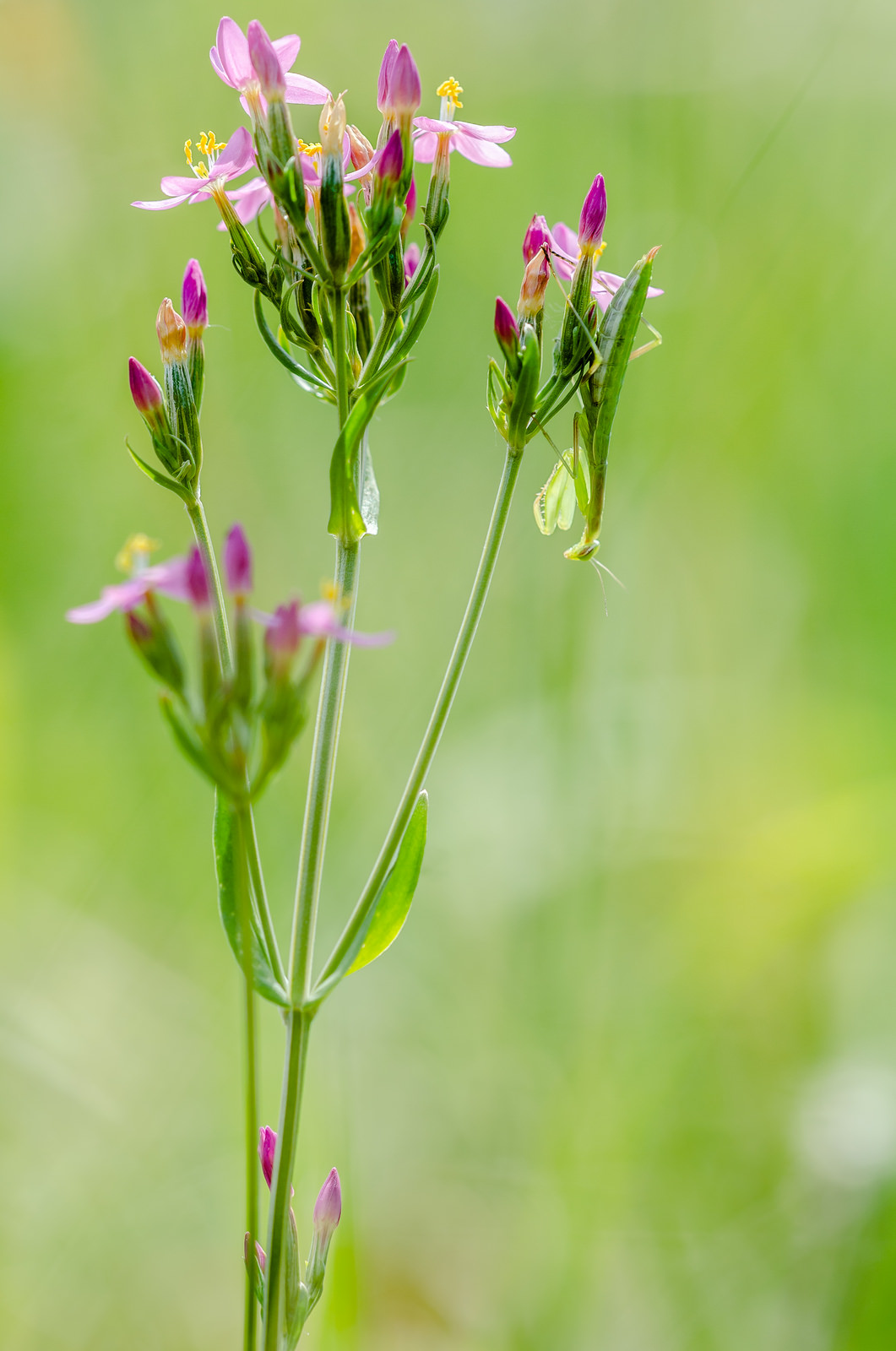 Mantis religiosa