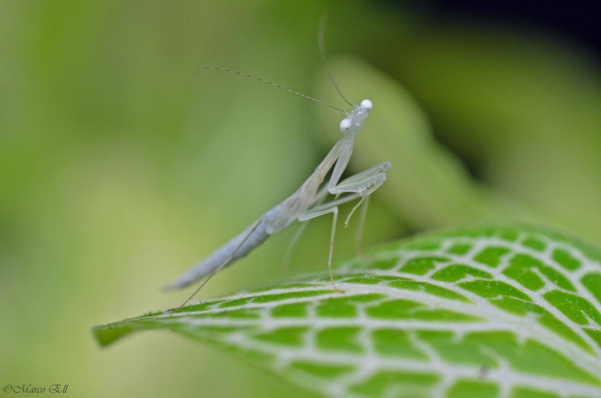 Sinomantis denticulata 0.0.1 L3