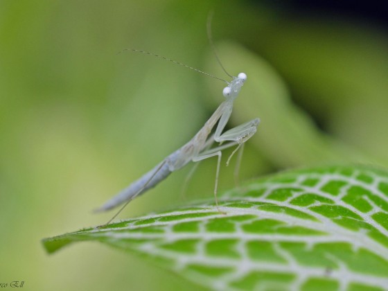 Sinomantis denticulata 0.0.1 L3