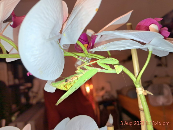 Hierodula transcaucasica