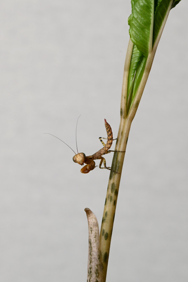 Tarachodula pantherina