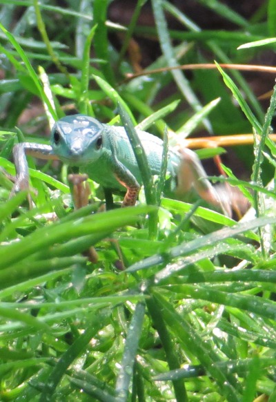 Takydromus smaragdinus