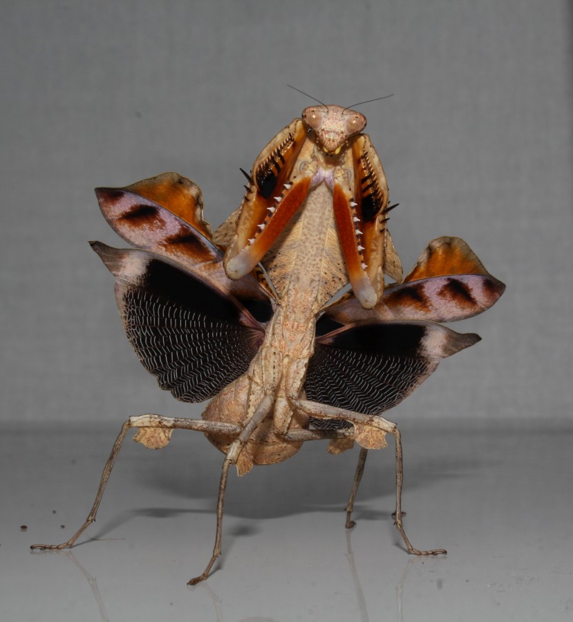 Deroplatys lobata Drohposition