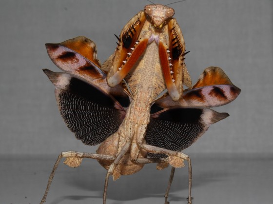 Deroplatys lobata Drohposition