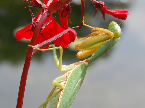 Rhombodera valida