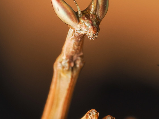 Heterochaeta orientalis L3 Nymph