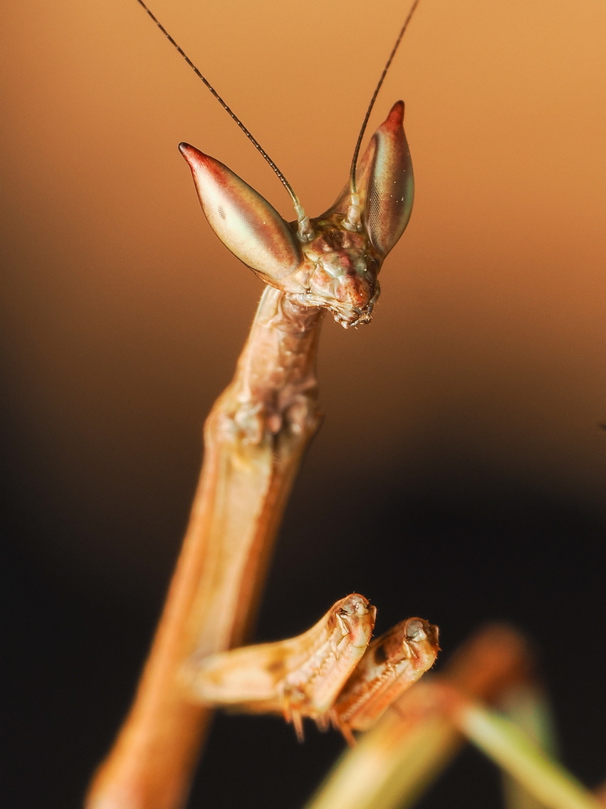 Heterochaeta orientalis L3 Nymph