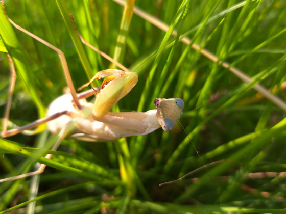 Sphodromantis