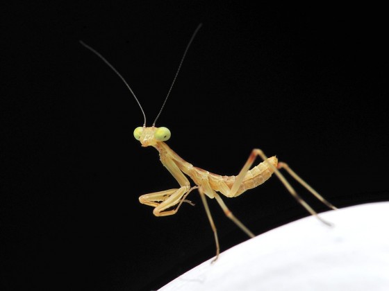 Sphodromantis viridis