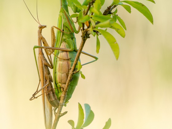 Mantis religiosa, Kopula