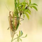 Mantis religiosa, Kopula