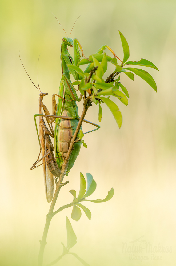 Mantis religiosa, Kopula