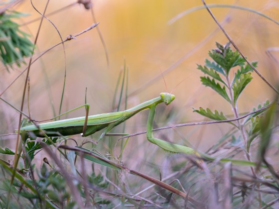 Mantis religiosa