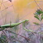 Mantis religiosa