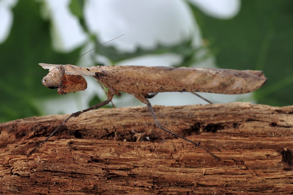 Deroplatys desiccata