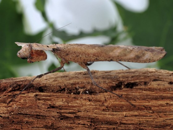 Deroplatys desiccata