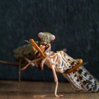 Plistospilota Sp. gönnt sich Wüstenheuschrecke - Deadly beautiful