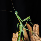 Omomantis zebrata