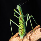 Omomantis zebrata